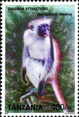 Zanzibar Red Colobus (Piliocolobus kirkii)