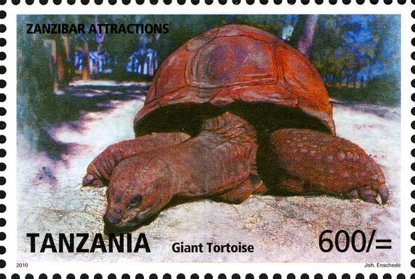 Aldabra Giant Tortoise (Aldabrachelys gigantea)