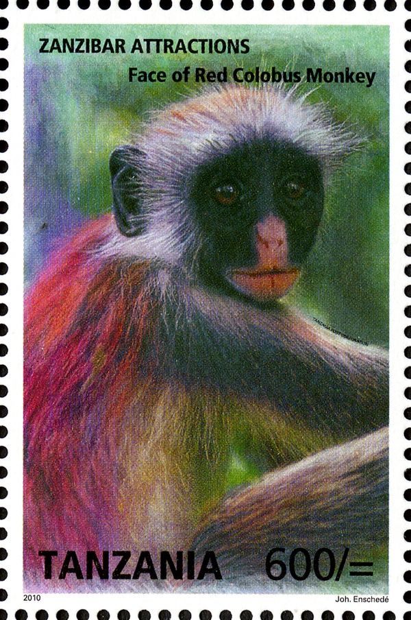 Zansibar Red Colobus (Piliocolobus kirkii)
