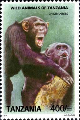 Chimpanzee (Pan troglodytes)