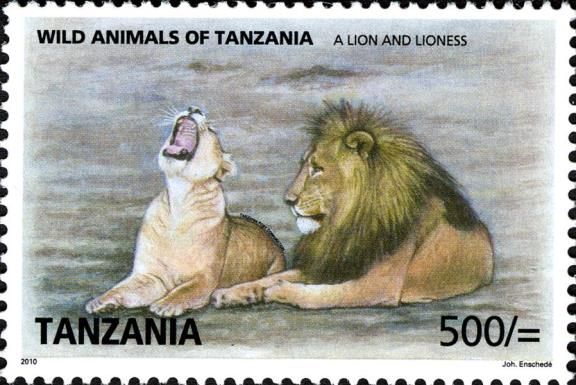 Lion (Panthera leo) - Male and Female