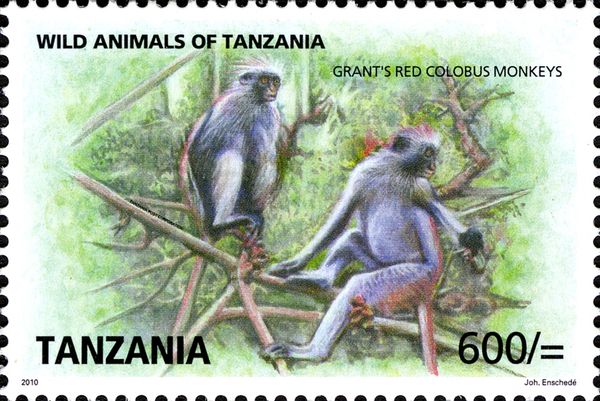 Grant's Red Colobus Monkey (Piliocolobus kirkii)