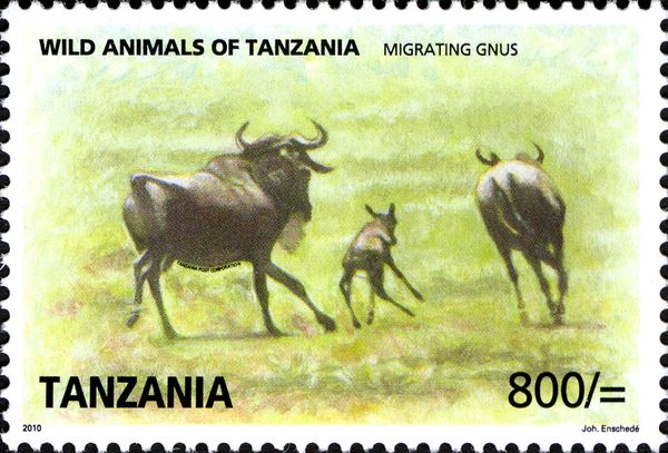 Blue Wildebeest (Connochaetes taurinus)
