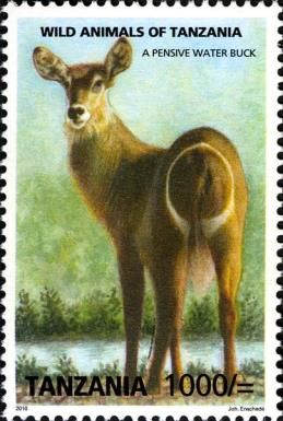 Waterbuck (Kobus ellipsiprymnus)