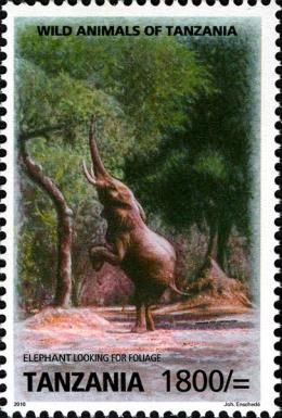 African Elephant (Loxodonta africana)