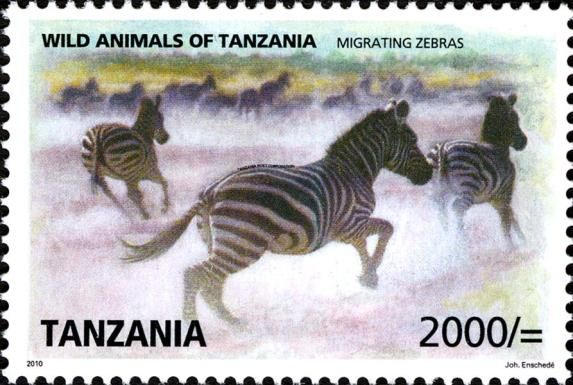 Grant's Zebra (Equus quagga boehmi)