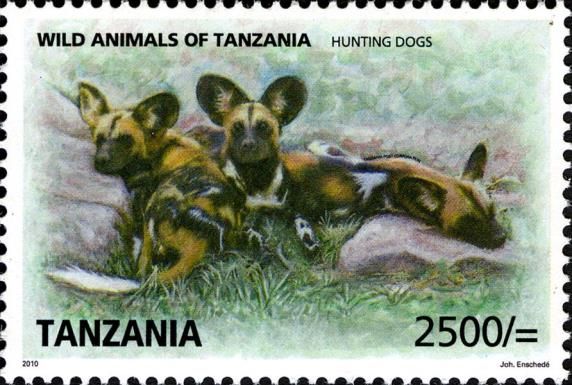African Wild Dog (Lycaon pictus)