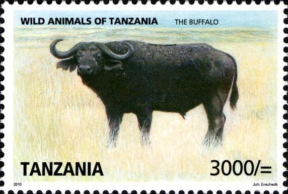 Cape Buffalo (Syncerus caffer caffer)