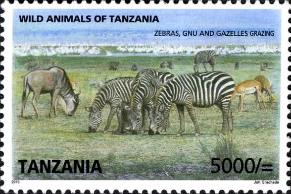 Zebras, Gnues & Gazelles grazing