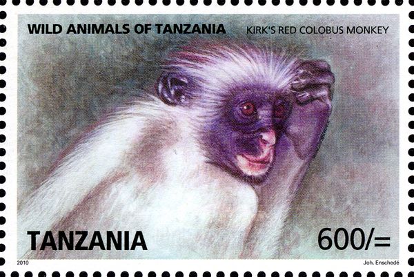 Kirk's Red Colobus Monkey (Piliocolobus kirkii)
