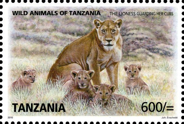 Lion (Panthera leo)