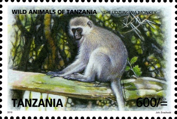 Udzungwa Monkey (Chlorocebus pygerythrus)