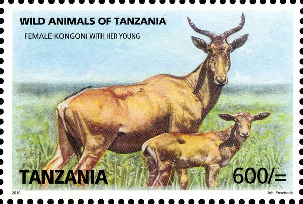 Kongoni (Alcelaphus buselaphus cokii)