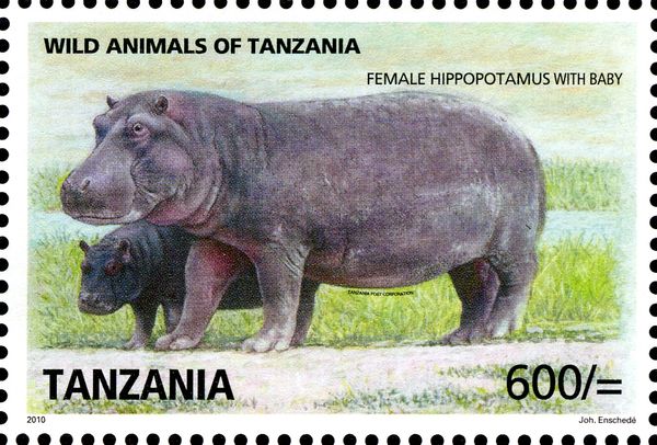 Hippopotamus (Hippopotamus amphibius) with Baby