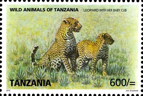 Leopard (Panthera pardus)