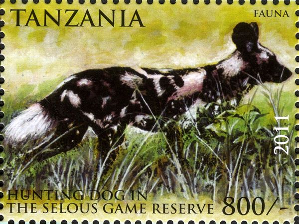 African Wild Dog (Lycaon pictus)
