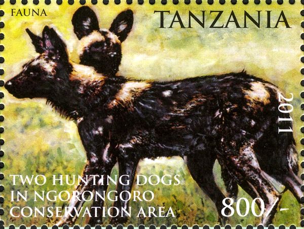 African Wild Dog (Lycaon pictus)