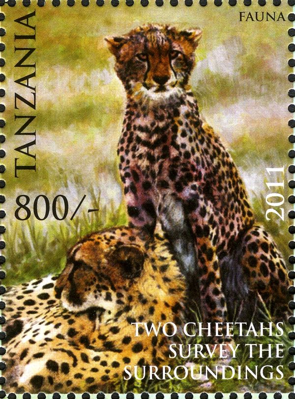 Cheetah (Acinonyx jubatus)