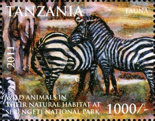 Plains Zebra (Equus quagga)