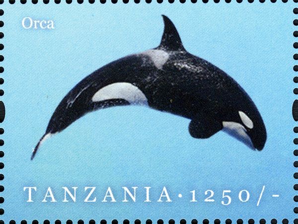 Orca (Orcinus orca)