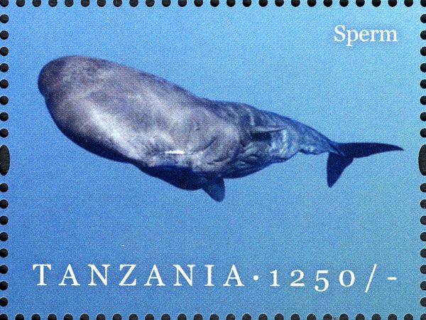 Sperm Whale (Physeter macrocephalus)