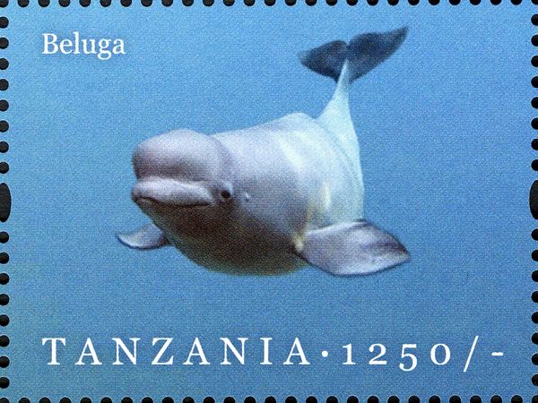 Beluga (Delphinapterus leucas)