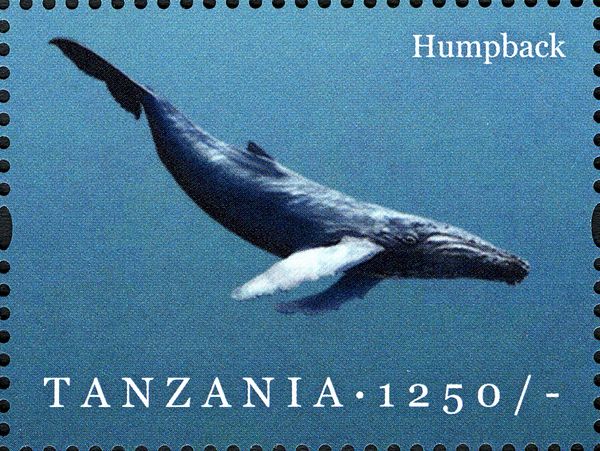 Humpback Whale (Megaptera novaeangliae)