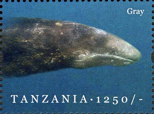 Gray Whale (Eschrichtius robustus)