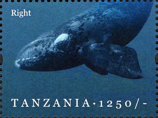 North Atlantic Right Whale (Eubalaena glacialis)