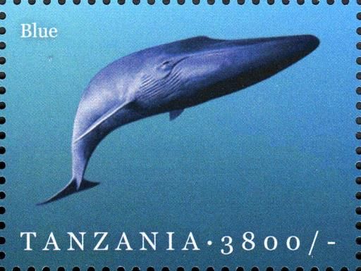 Blue Whale (Balaenoptera musculus)