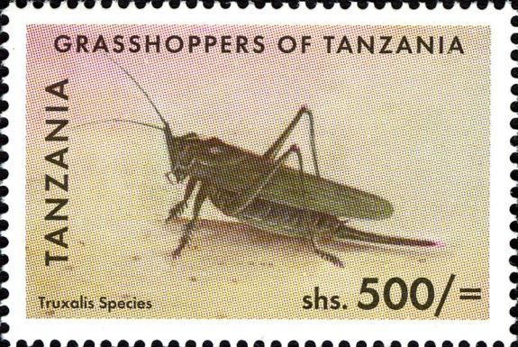Horned Grasshopper (Truxalis sp.); see description