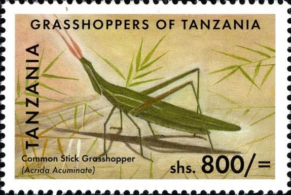 Common Stick Grasshopper (Acrida acuminata)