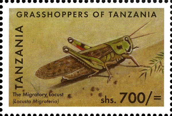 Migratory Locust (Locusta migratoria)