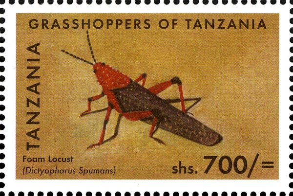 Koppie Foam Grasshopper (Dictyophorus spumans)