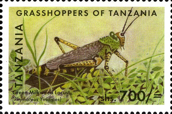 Green Milkweed Locust (Phymateus viridipes)