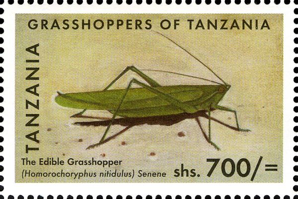 Edible Grasshopper (Homorochoryphus nitidulus)