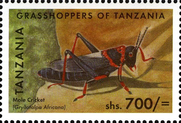 African Mole Cricket (Gryllotalpa africana); see description