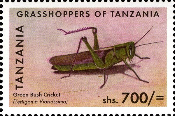 Green Bush Cricket (Tettigonia viaridissima)