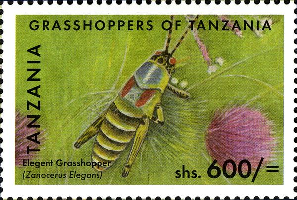 Elegant Grasshopper (Zonocerus elegans)