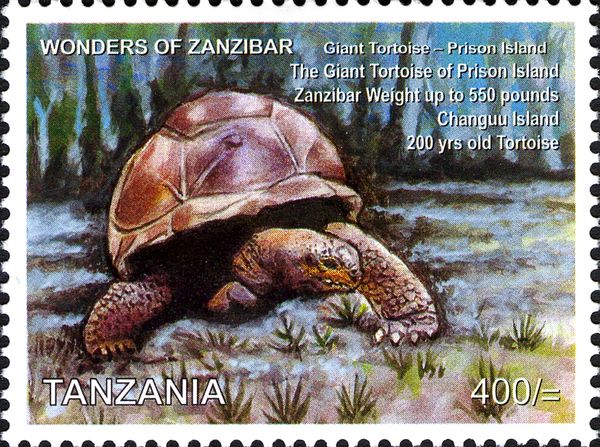 Aldabra Giant Tortoise (Aldabrachelys gigantea), Prison Is.