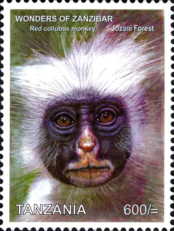 Zanzibar red colobus (Piliocolobus kirkii), Jozani Forest