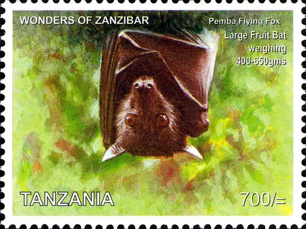 Pemba Flying Fox (Pteropus voeltzkowi)