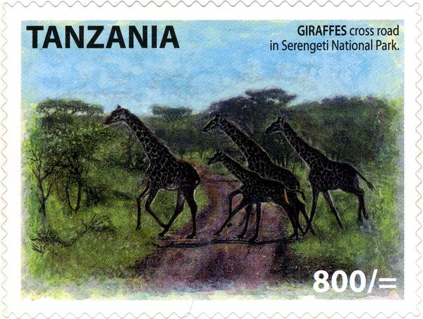 Giraffe (Giraffa camelopardalis)