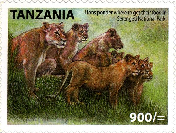 Lion (Panthera leo)