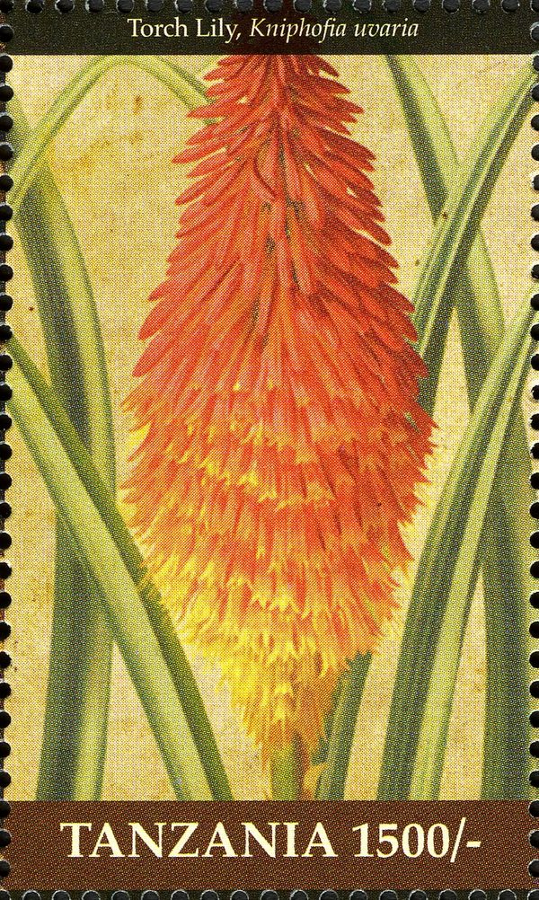 Torch Lily (Kniphofia uvaria)