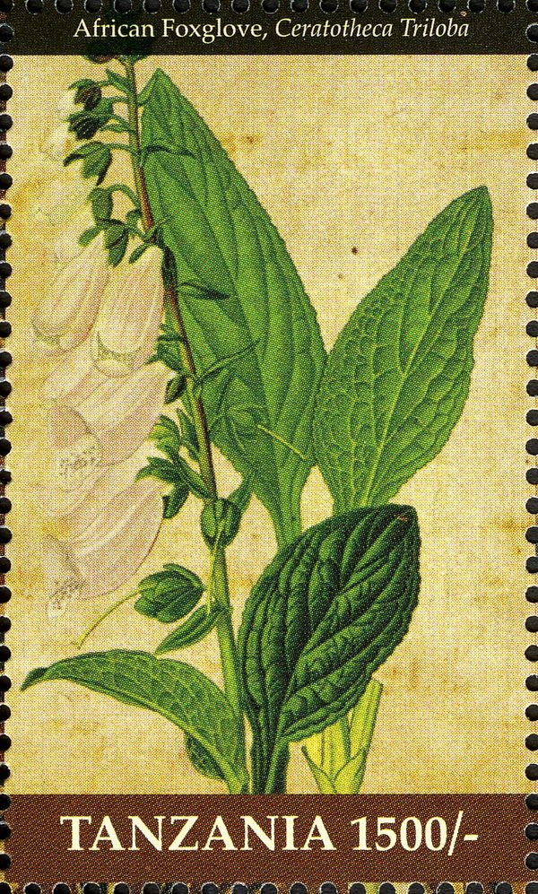 African Foxglove (Ceratotheca triloba)