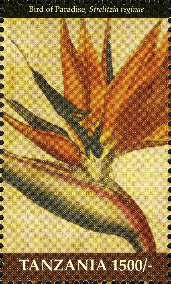 Bird of Paradise (Strelitzia reginae)