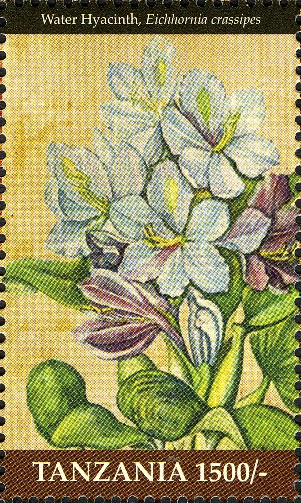 Water Hyacinth (Eichhornia crassipes)