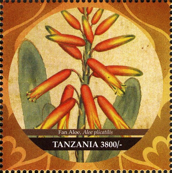 Fan Aloe (Aloe plicatilis)