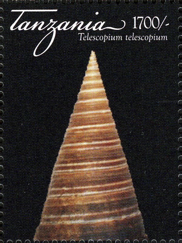 Horn Snail (Telescopium telescopium)